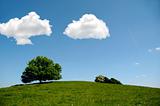 Tree on hill with clouds
