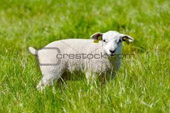 Lamb looking