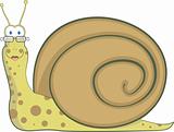 Bespectacled snail, vector illustration