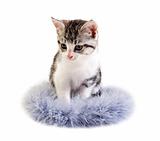 Adorable little kitten on white background with space for text