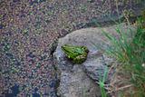 green frog at the lake