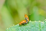 couple orange beetle in green nature or in the garden