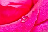 water drops on the pink rose