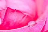 water drops on the pink rose 