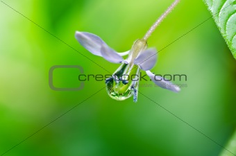 water drops on flower in green nature