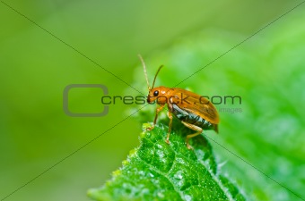 orange beetle in green nature or in the garden 