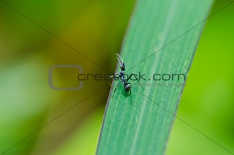 black ants in green nature