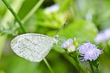 white butterfly in green nature