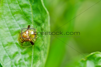 orange beetle in green nature or in the garden