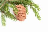 Great fir cone