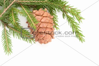 Great fir cone