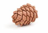 Great fir cone. Isolated on white background