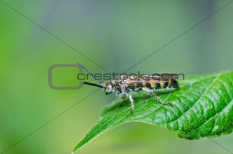 mammoth wasp in green nature 