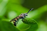 mammoth wasp in green nature