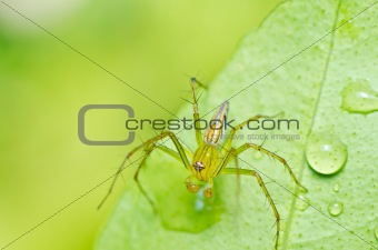 long legs spider in green nature 