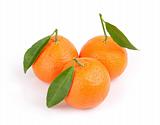 Three ripe tangerines with leafs