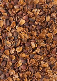 background of shell of pine nuts