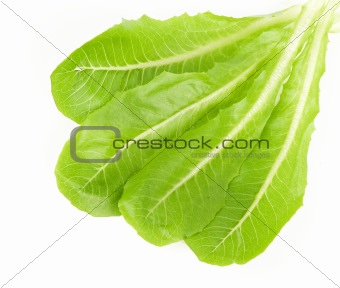 Fresh Green Salad leaves