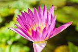A blooming lotus flower