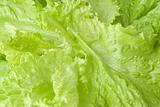 Background image of lettuce