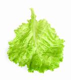 fresh lettuce leaf