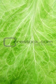fresh lettuce closeup