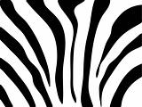 Vector zebra texture Black and White