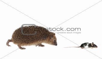 chasing mouse hedgehog