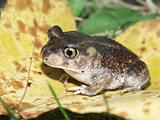 Spadefoot Toad (Scaphiopus holbrookii)