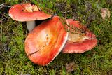 Russula mushroom in the forest moss