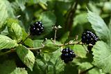 blackberry outdoors