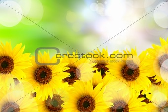 abstract beautiful sunflower and light reflect in morning
