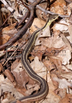 Slender Garter Snake
