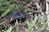Foraging Mouse
