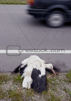 dead white stork on the freeway