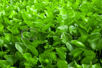 crowd Water Hyacinth in a pond, background pattern