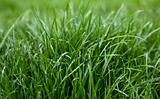Green grass dew 