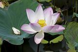 Lotus on the lake