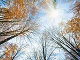 Autumn sky with sunshine and tree tops