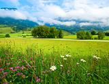 Alps meadow summer view