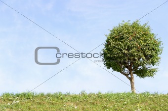 lonely tree with blue sky and green grass 
