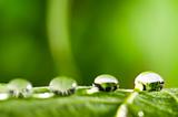 water drops on fresh green leaf