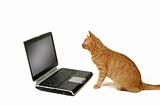Cat is using laptop computer