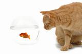 Cat and goldfish