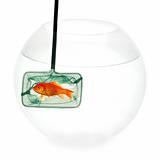 Goldfish in fishingnet
