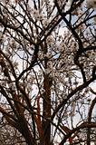almond tree branches