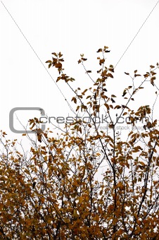 brown leaf tree branches white background