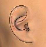 human ear illustration