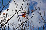 kite tangled on tree branches