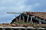 red flowers on roof of abandoned house